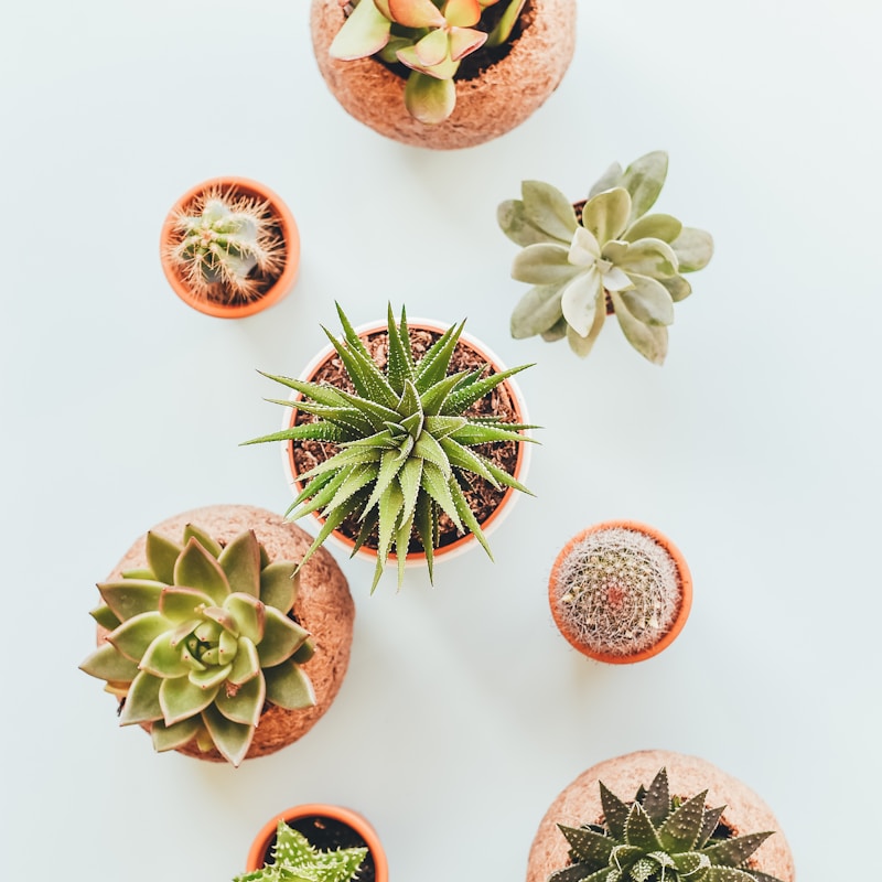 Succulent Plant Collection